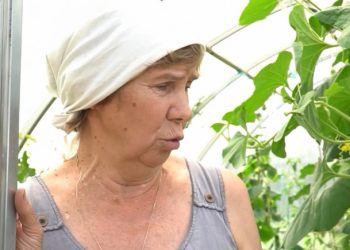 Kostroma gardeners began to boast of zucchini