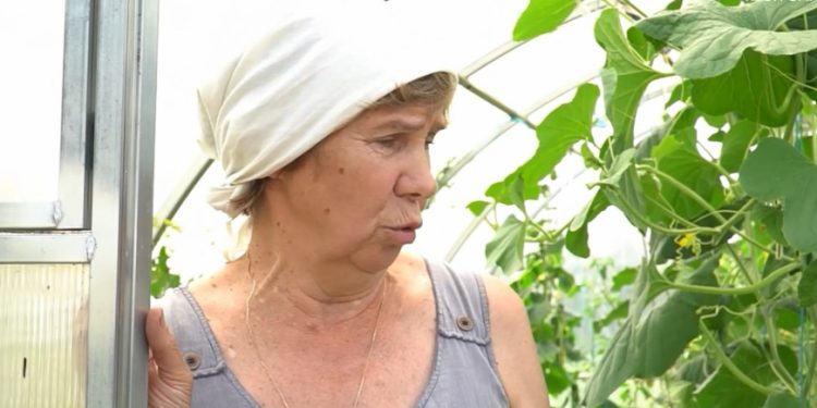 Kostroma gardeners began to boast of zucchini