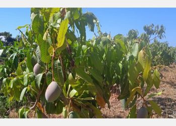 The salinity of the water with which we’re irrigating in Almuñécar is poison for the timber