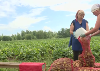 Novgorod agricultural cooperatives carry out seasonal purchases of vegetables