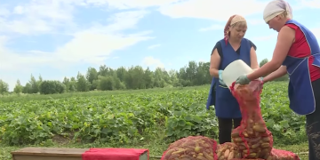 Novgorod agricultural cooperatives carry out seasonal purchases of vegetables