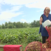 Novgorod agricultural cooperatives carry out seasonal purchases of vegetables