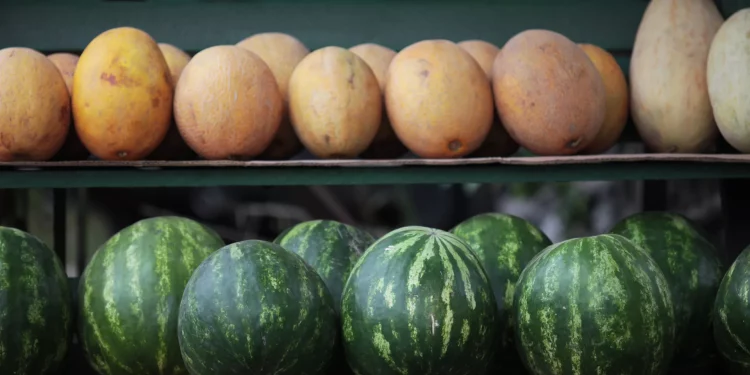 Astrakhan region plans to harvest 320,000 tons of watermelons and melons