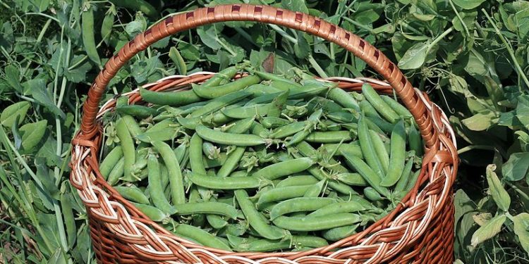Green pea harvesting completed in Kuban