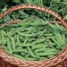 Green pea harvesting completed in Kuban