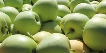 In the Republic of Crimea, they started picking apples of the autumn ripening period