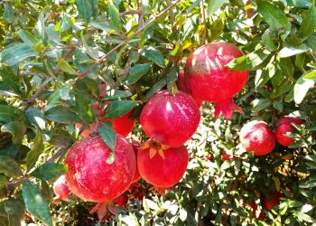 Egyptian Early 116 Pomegranates Break Into the European Market