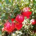Egyptian Early 116 Pomegranates Break Into the European Market