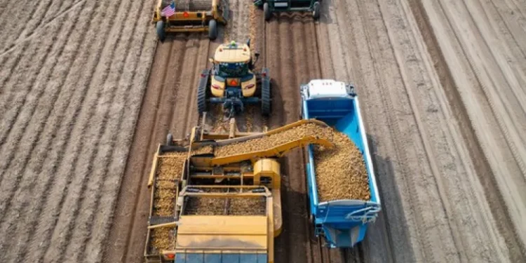 The Wisconsin yellow potato harvest has begun