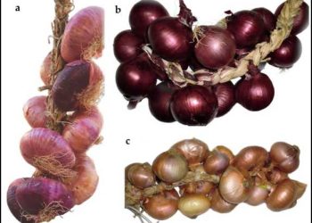 Assessment of Genetic Diversity of the “Acquaviva Red Onion” (Allium cepa L.) Apulian Landrace