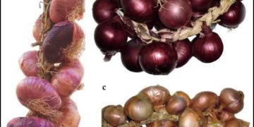 Assessment of Genetic Diversity of the “Acquaviva Red Onion” (Allium cepa L.) Apulian Landrace