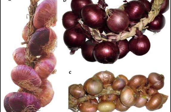 Assessment of Genetic Diversity of the “Acquaviva Red Onion” (Allium cepa L.) Apulian Landrace
