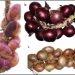 Assessment of Genetic Diversity of the “Acquaviva Red Onion” (Allium cepa L.) Apulian Landrace