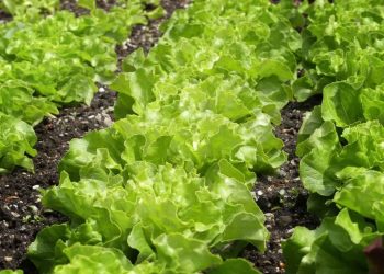 Top 19 Steps/Ways/Methods to Boost Lettuce Yield: How to Increase Production, and Quality