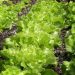 Top 19 Steps/Ways/Methods to Boost Lettuce Yield: How to Increase Production, and Quality