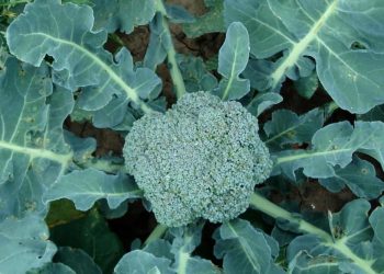 How to Start Broccoli Farming in USA: A Step-by-Step Guide to Planting to Harvesting