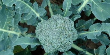 How to Start Broccoli Farming in USA: A Step-by-Step Guide to Planting to Harvesting