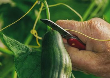 How to Start Cucumber Farming in USA: A Step-by-Step Guide to Planting to Harvesting