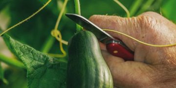 How to Start Cucumber Farming in USA: A Step-by-Step Guide to Planting to Harvesting
