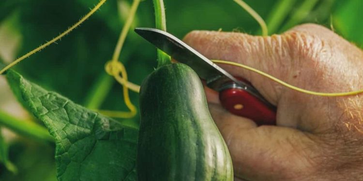 How to Start Cucumber Farming in USA: A Step-by-Step Guide to Planting to Harvesting