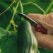 How to Start Cucumber Farming in USA: A Step-by-Step Guide to Planting to Harvesting