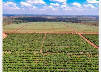 Fresh Del Monte offers Kenya-grown avocados in Europe