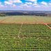 Fresh Del Monte offers Kenya-grown avocados in Europe