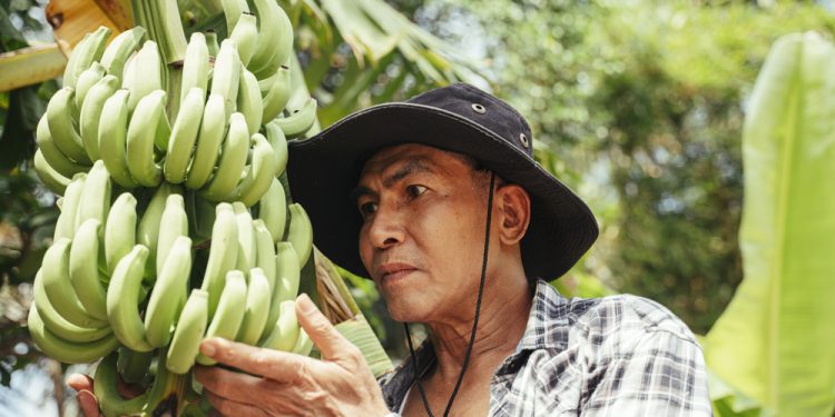 COLD WEATHER REDUCES ECUADOR’S BANANA PRODUCTION BY 25%