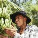 COLD WEATHER REDUCES ECUADOR’S BANANA PRODUCTION BY 25%