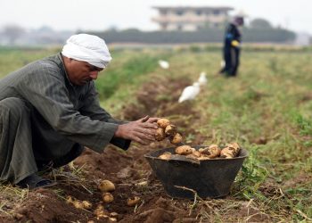 Egypt’s agricultural exports affect world prices and will reach 4.4 million tons from January 2022