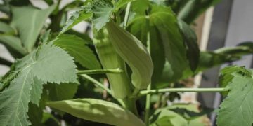 How to Grow Okra from Seed to Harvest: In Pots, On the Ground, A Full Detailed Guide for Beginners