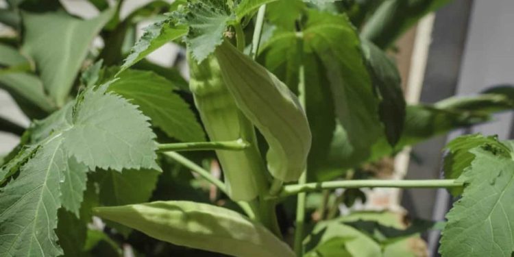 How to Grow Okra from Seed to Harvest: In Pots, On the Ground, A Full Detailed Guide for Beginners