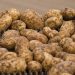 Are no-till potatoes a pipe-dream?