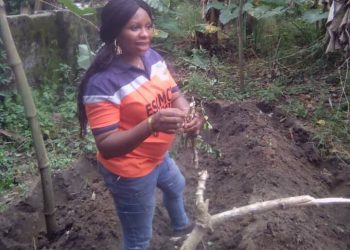 Women in Agriculture: Orange-fleshed sweet potato bread cheaper, highly profitable — Baker
