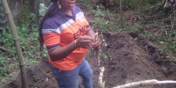 Women in Agriculture: Orange-fleshed sweet potato bread cheaper, highly profitable — Baker