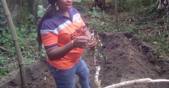 Women in Agriculture: Orange-fleshed sweet potato bread cheaper, highly profitable — Baker
