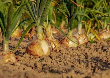 Best Season to Grow Onions at Home in India: in Pots, Terrace, Apartment Balcony, and Backyards