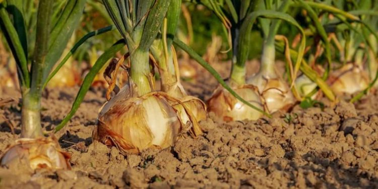 Best Season to Grow Onions at Home in India: in Pots, Terrace, Apartment Balcony, and Backyards