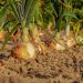 Best Season to Grow Onions at Home in India: in Pots, Terrace, Apartment Balcony, and Backyards