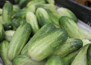 The yield of vegetables and potatoes increased by 5% in Primorye