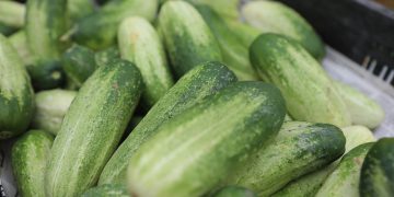 The yield of vegetables and potatoes increased by 5% in Primorye