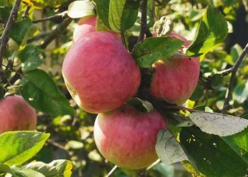 Technological advances are shaping the market for agricultural pheromones