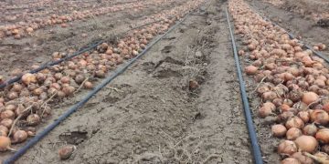 Stavropol farmers will provide Russians with onions in the off-season