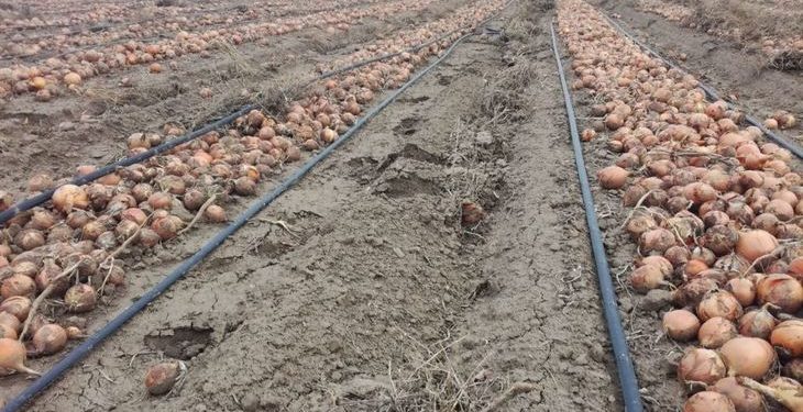 Stavropol farmers will provide Russians with onions in the off-season