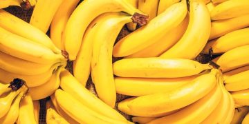 Active Longevity participants grow bananas in the Moscow Region