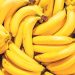 Active Longevity participants grow bananas in the Moscow Region