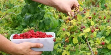 Berry harvest near Moscow almost quadrupled in July
