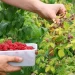 Berry harvest near Moscow almost quadrupled in July