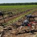 Drones in agriculture