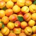 Export market prices for Moldova apricots